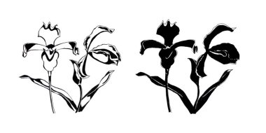 İris çiçeklerinin elle çizilmiş mürekkep çizimi