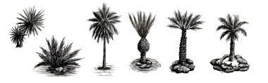 Palmiye ağaçlarının elle çizilmiş mürekkep çizimi
