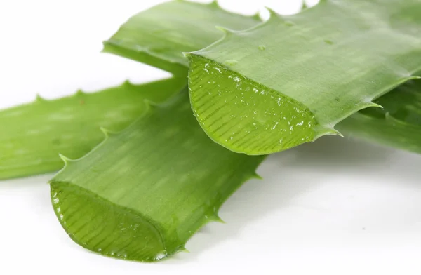 Aloe — Stockfoto