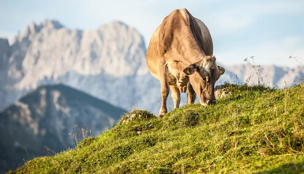 Kahverengi ırkı inek — Stok fotoğraf