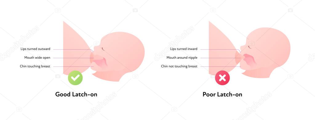 Breastfeeding infographic chart. Vector flat healthcare illustration. Diagram with text of mother and baby breast feeding. Side view section. Good and poor latch-on.