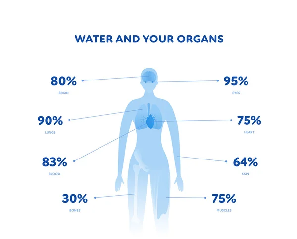 Water Your Organs Health Care Infographic Layout Vector Flat Healthcare — Vector de stock