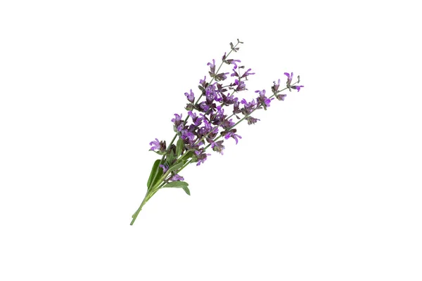 Salvia Blommor Isolerad Vit Bakgrund Royaltyfria Stockfoton