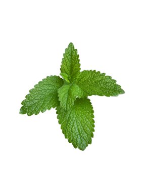 Beyaz arka planda izole edilmiş yeşil nane yapraklarını kapat. Nane şekeri ve bitkisel ilaç kullanımı. İçmek için taze yeşil nane yaprakları.. 