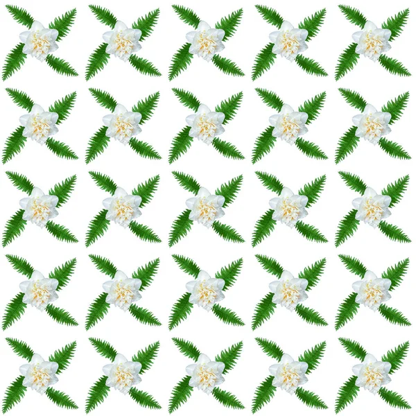 Beyaz Arka Planda Çiçekli Kusursuz Desen Yeşil Eğrelti Otu Yapraklı — Stok fotoğraf
