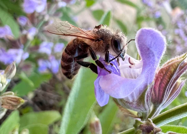 A bee collects pollen, a bee on a flower. The bee is working.