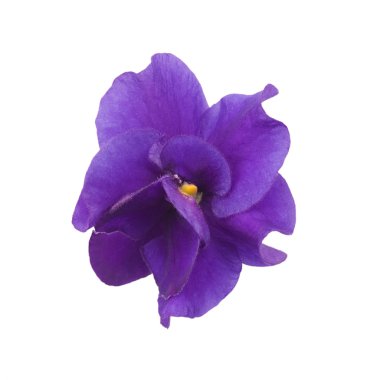 Violet beyaz bir arkaplanda izole edildi