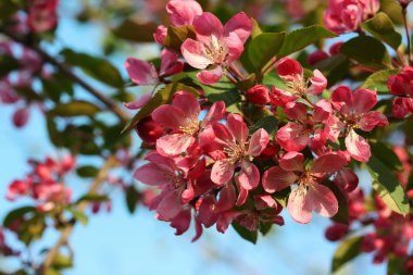 apple'nın yeni gelişen Şubesi