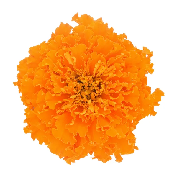 Orange marigold flower isolated on white background — Stock Photo, Image