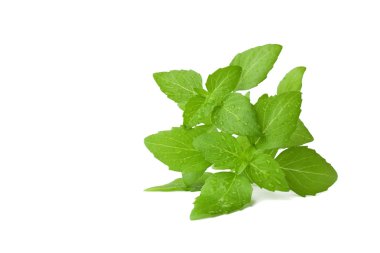 Fesleğen beyaz arkaplanda izole