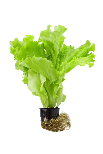 Green lettuce in pot with roots isolated on a white background — Stock Photo, Image