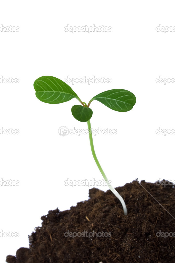 Sprout of a plant with three leaves isolated on a white backgrou