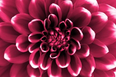 Mor dahlia ile beyaz ipuçları yaprakları ile