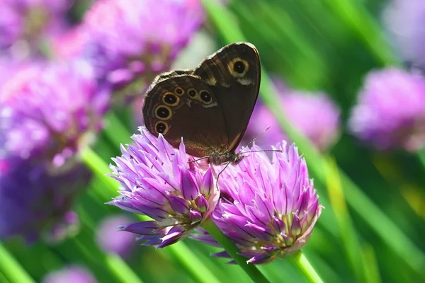 Schmetterling auf einer Blume — Stockfoto