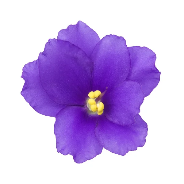 Violet isolated on a white background — Stock Photo, Image