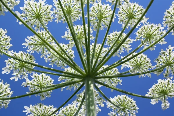 Wild plant blossoming white flowers — Stock Photo, Image