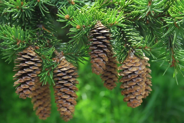 FIR-träd gren med kottar på en grön bakgrund — Stockfoto