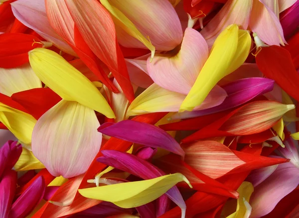 Flower achtergrond: bloemblaadjes van bloemen van een andere kleur van dahlia — Stockfoto