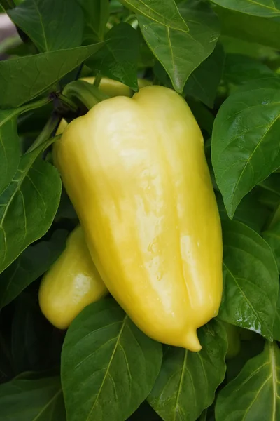 Yellow pepper on a bed — Stock Photo, Image