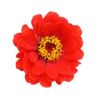 Beyaz arka plan üzerinde izole kırmızı zinnia