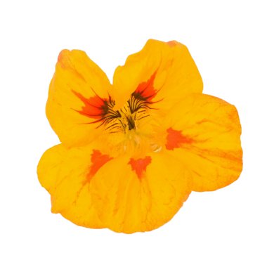 Beyaz arka plan üzerinde izole sarı nasturtium