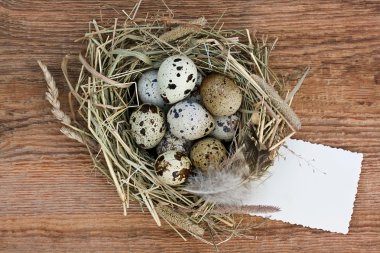 iç içe bir kuru ot-bıldırcın yumurtası ile gelen ve eski boş kağıt üzerinde bir 