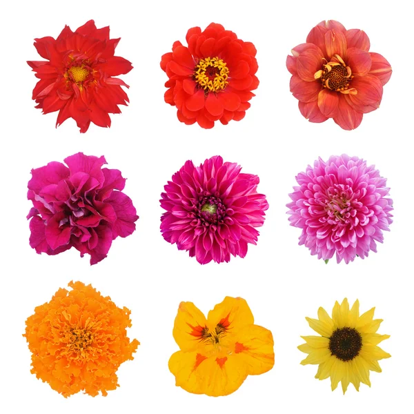 Állítsa be a virágok: napraforgó, sarkantyúvirág, aster, Dália, a petúnia, cinea, körömvirág virág elszigetelt fehér background — Stock Fotó