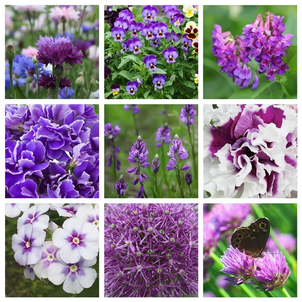 九个紫色花组成的拼贴画 — 图库照片