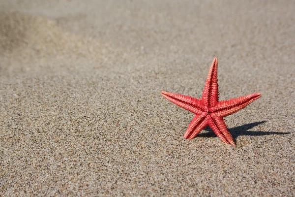 Red starfish on sand — Stock Photo, Image