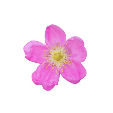 Beyaz bir arka plan üzerinde izole dogrose çiçek