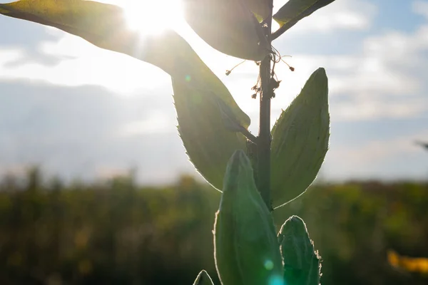 Indah daun besar bunga saat matahari terbenam, daun hijau — Stok Foto