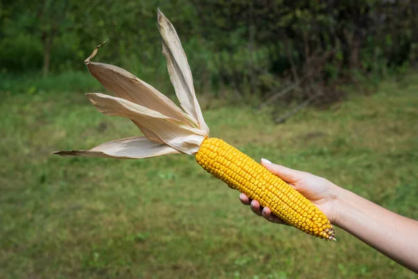 Reifer, saftig goldener Mais mit Blättern in der Hand, geerntet für die langfristige Lagerung — Stockfoto