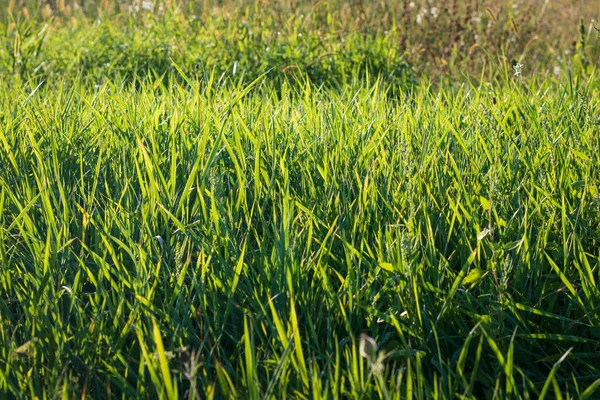 Primer plano de hierba fresca, fondo temprano en la mañana. — Foto de Stock