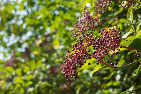 Elderberry fruit on the tree in garden, close up photo