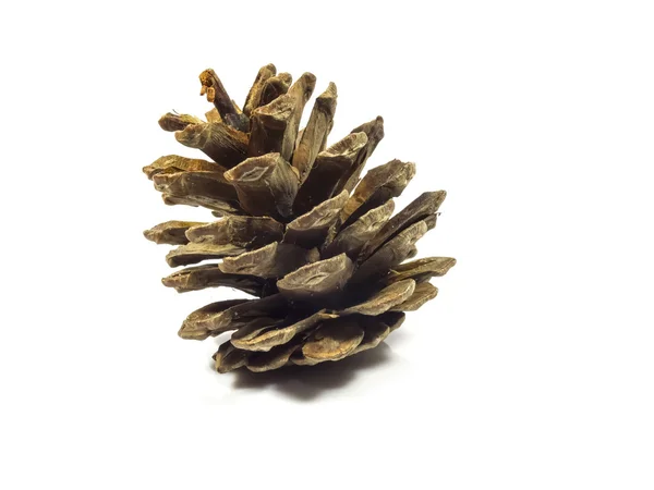 Pine brutia cone — Stock Photo, Image