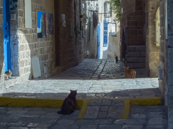 고 대 자파의 거리의 고양이 — 스톡 사진
