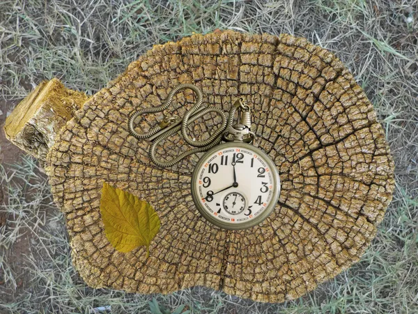 Viejo reloj de bolsillo y anillos de un tronco de árbol — Foto de Stock