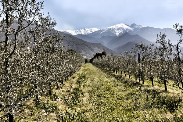 zeytin ağaçları altında karlı zirveleri satırlardaki