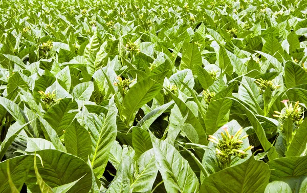 Um campo de plantas de tabaco em flor — Fotografia de Stock