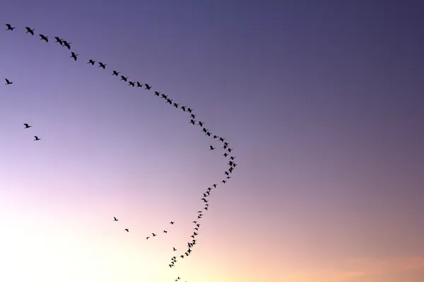 Heimflug in den tiefvioletten Himmel — Stockfoto