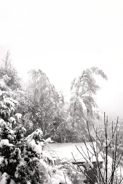 落雪弯两个银白桦树 — 图库照片