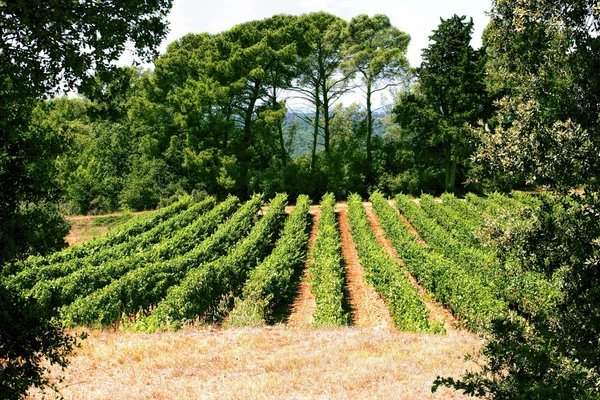 Rzędy winorośli, otoczone drzewami Obraz Stockowy