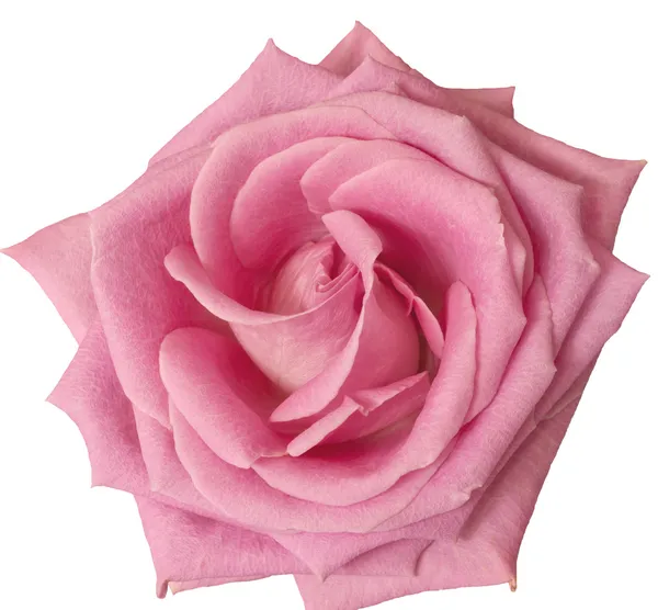 Heiße rosa Rose aus nächster Nähe auf weiß Stockfoto