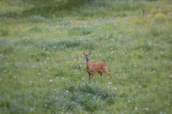 Vårblommor locka en Europeiska rådjur — Stockfoto