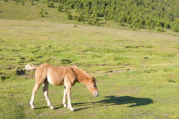 Golden yavru bir gölge çim keşfeder