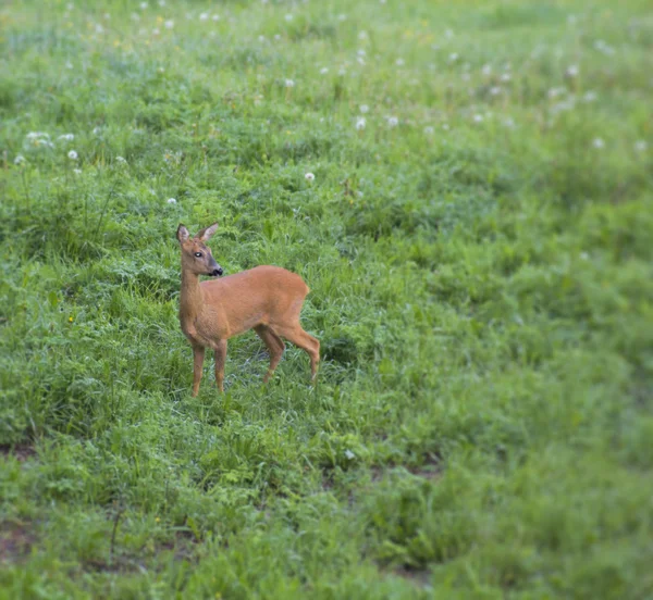 Un jeune cerf européen s'arrête pour détecter un danger — Photo