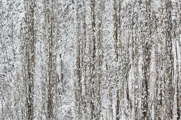 Vinter-Poplar-trær står stille i snøstorm stockbilde