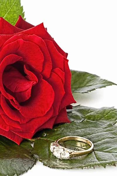 Leuchtend rote Rose mit Diamantring — Stockfoto