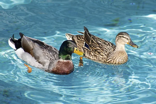 Zwei Enten Erpel und Mate schwimmen zusammen Stockbild