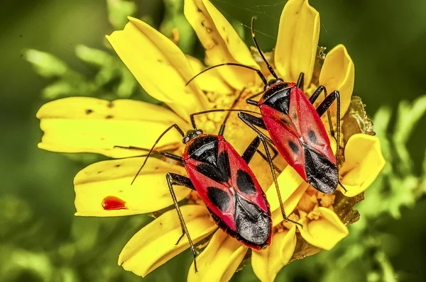 Insectos vermelhos — Fotografia de Stock